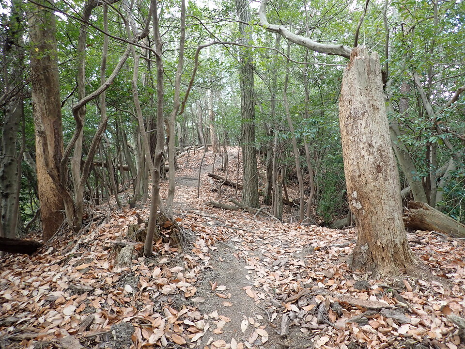 PC268790_mid.jpg