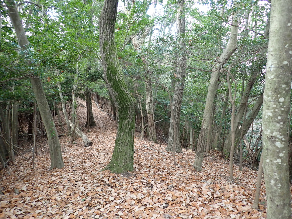 PC268814_mid.jpg