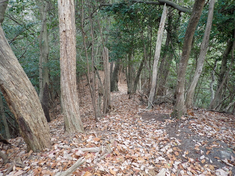PC268836_mid.jpg
