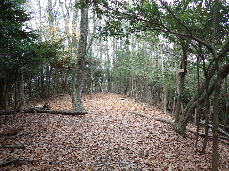 PC268843_mid.jpg