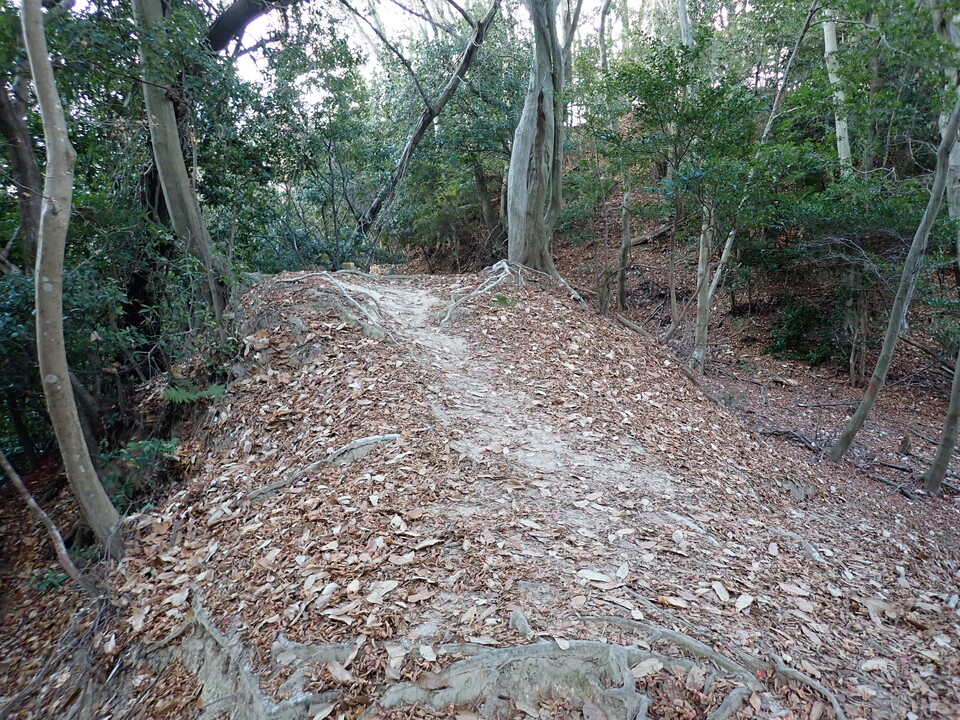 PC268990_mid.jpg