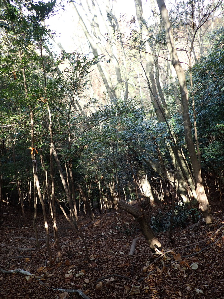 PC269014_mid.jpg