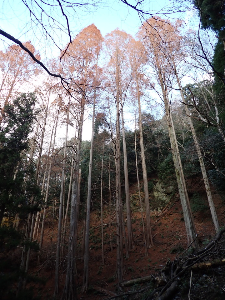 PC269021_mid.jpg