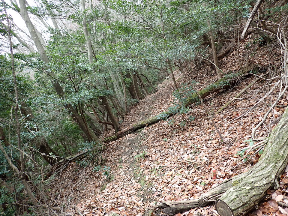 P1170008_mid.jpg