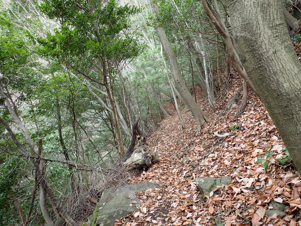 P1170019_mid.jpg