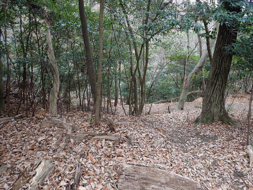 P1170031_mid.jpg