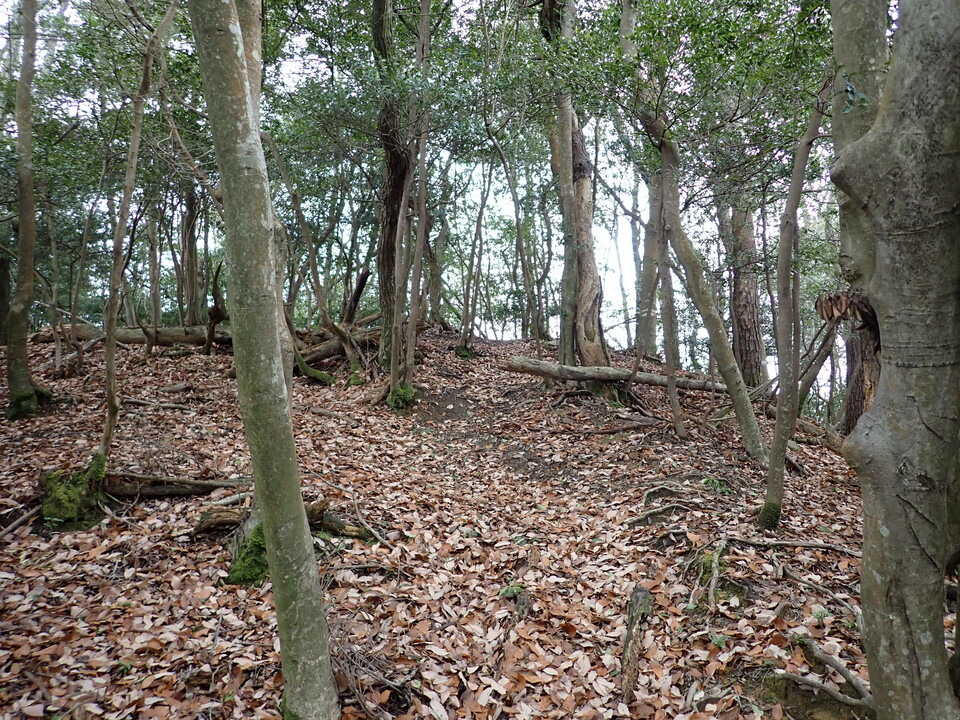 P1179727_mid.jpg