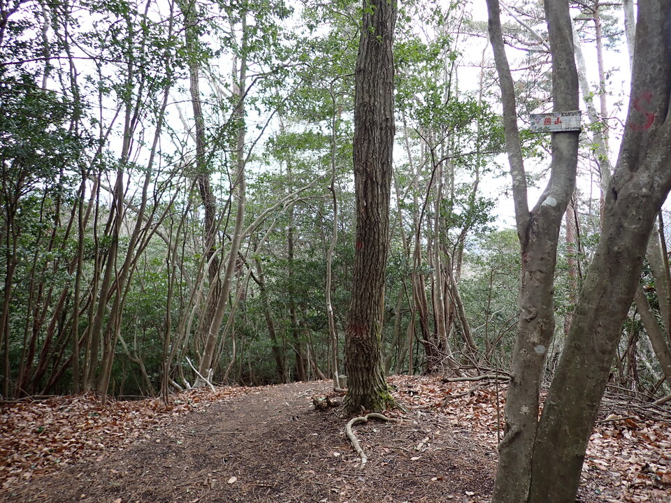 P1179736_mid.jpg
