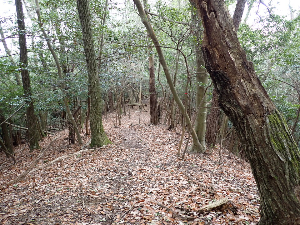 P1179741_mid.jpg