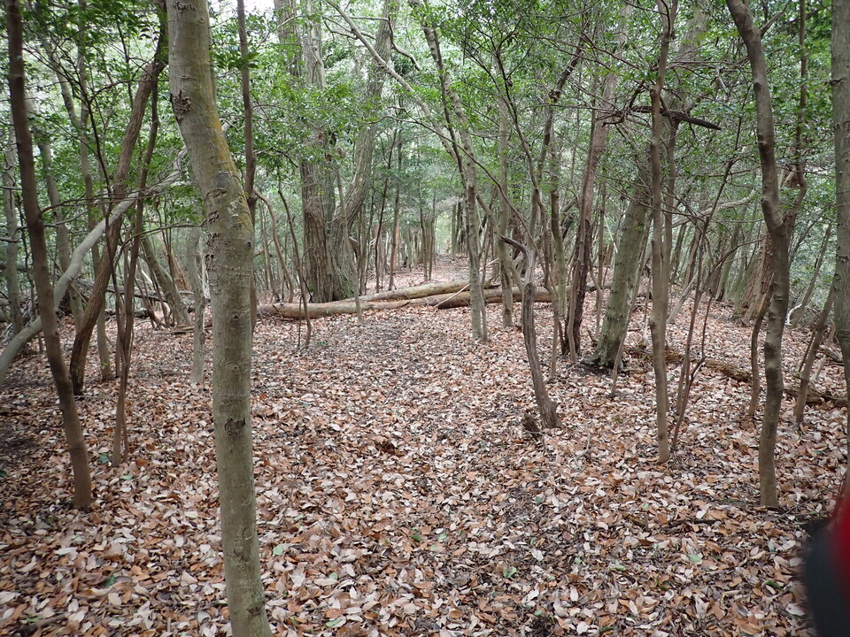 P1179743_mid.jpg