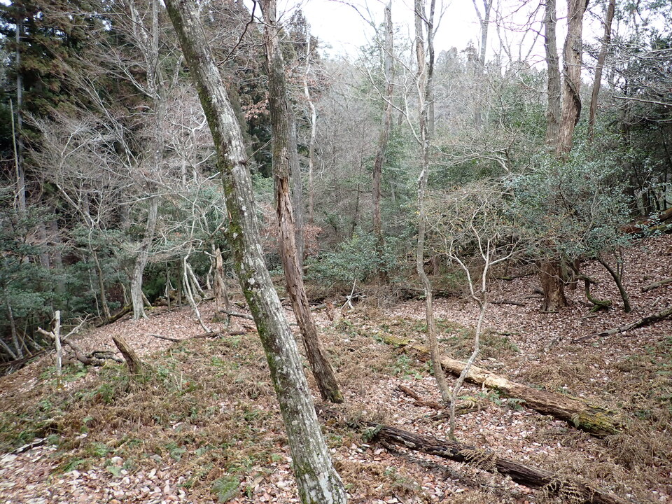 P1179749_mid.jpg