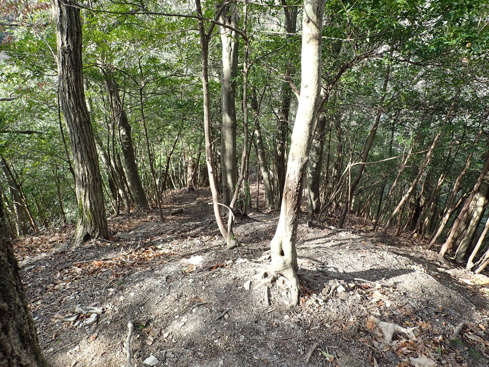 P1179803_mid.jpg