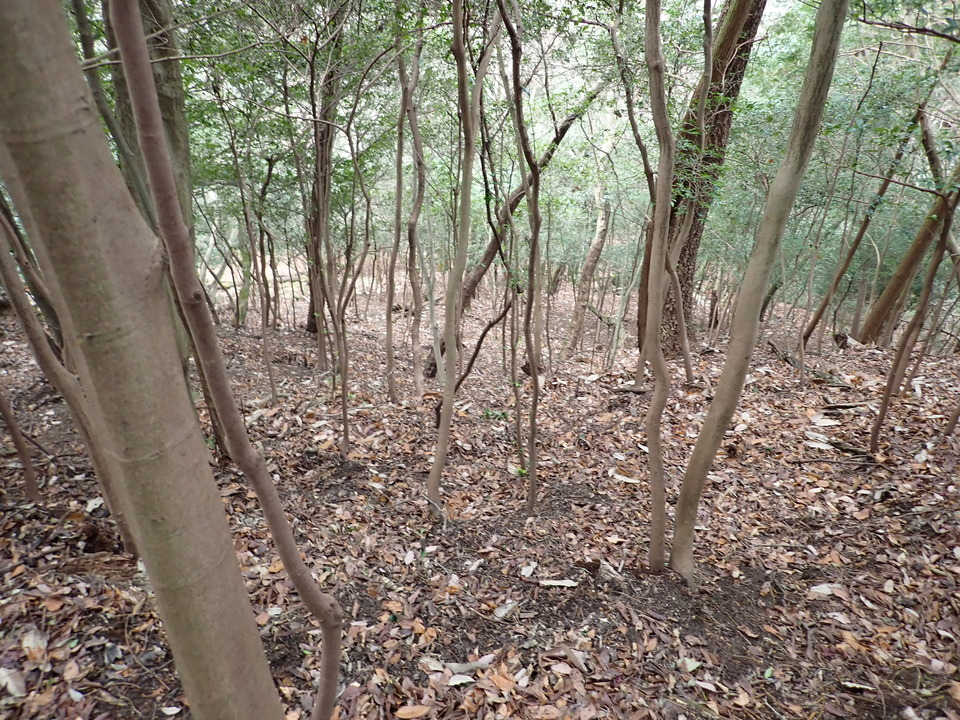 P1179819_mid.jpg
