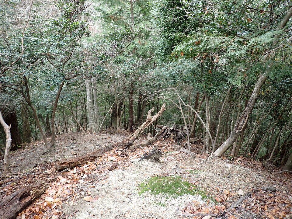 P1179832_mid.jpg