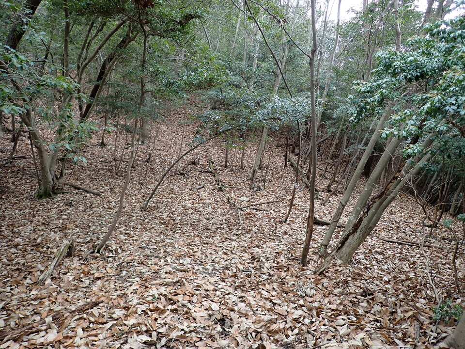 P1179888_mid.jpg