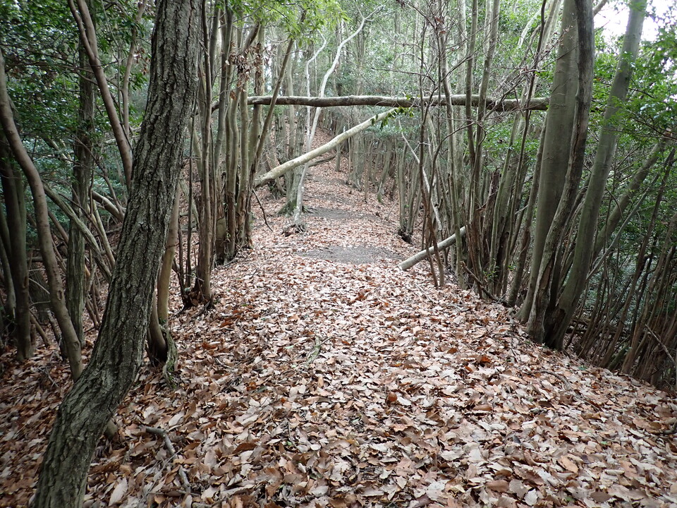 P1179925_mid.jpg