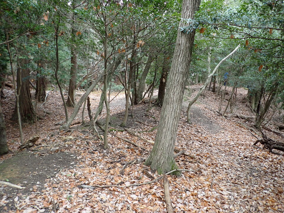 P1179948_mid.jpg