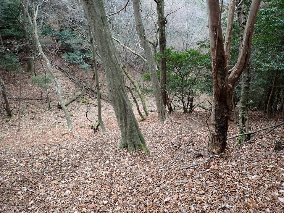 P1179983_mid.jpg
