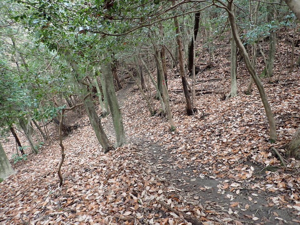 P1179988_mid.jpg