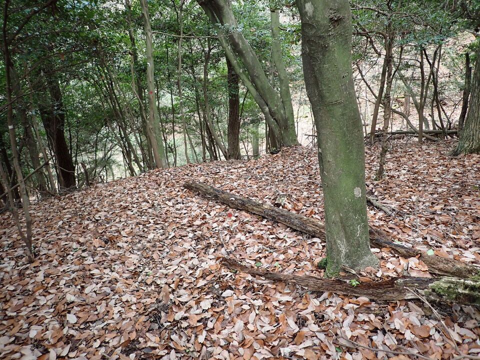 P1179989_mid.jpg