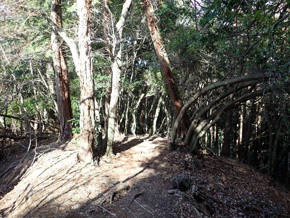 P1310280_mid.jpg