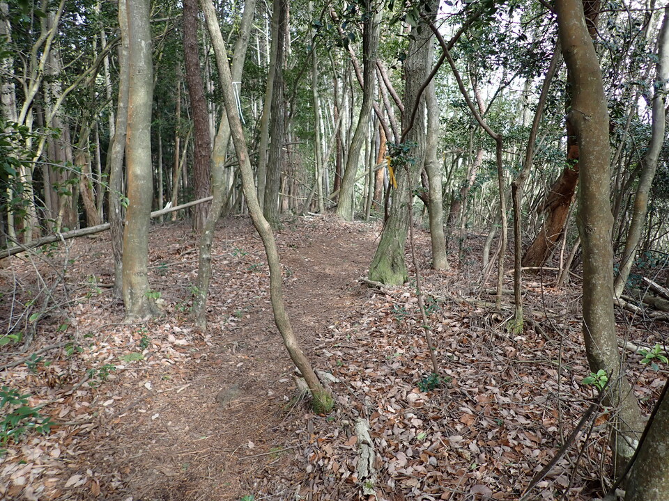 P1310298_mid.jpg