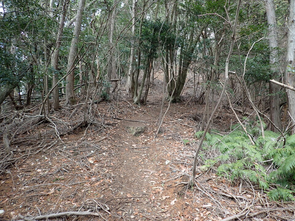 P1310372_mid.jpg