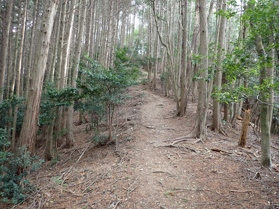 P1310380_mid.jpg
