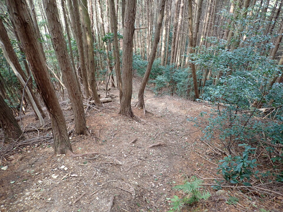 P1310382_mid.jpg