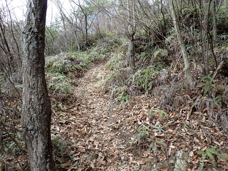 P1310403_mid.jpg