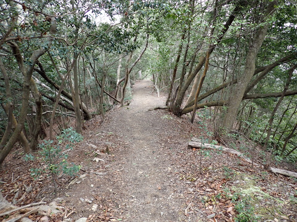 P2070601_mid.jpg