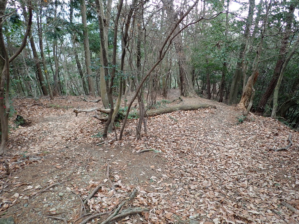 P2070680_mid.jpg