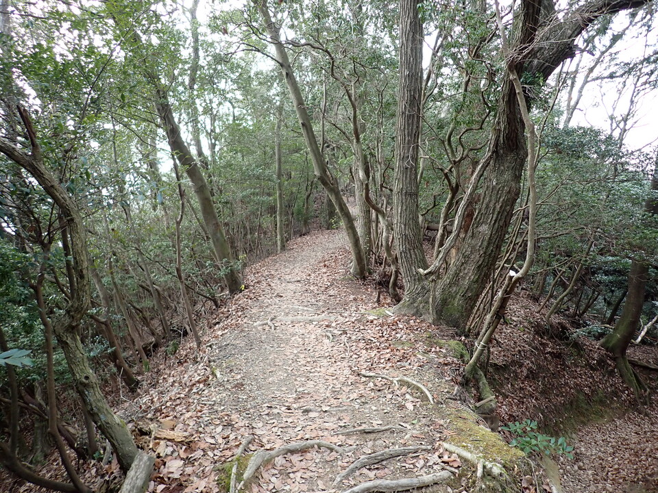 P2070868_mid.jpg