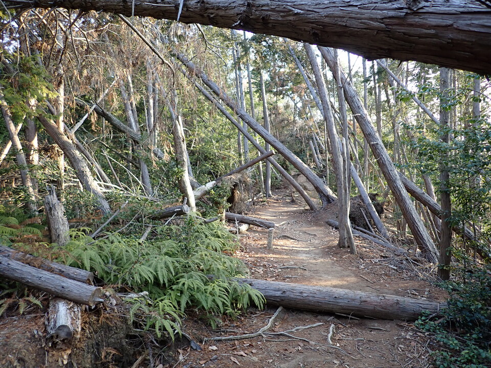P2130947_mid.jpg