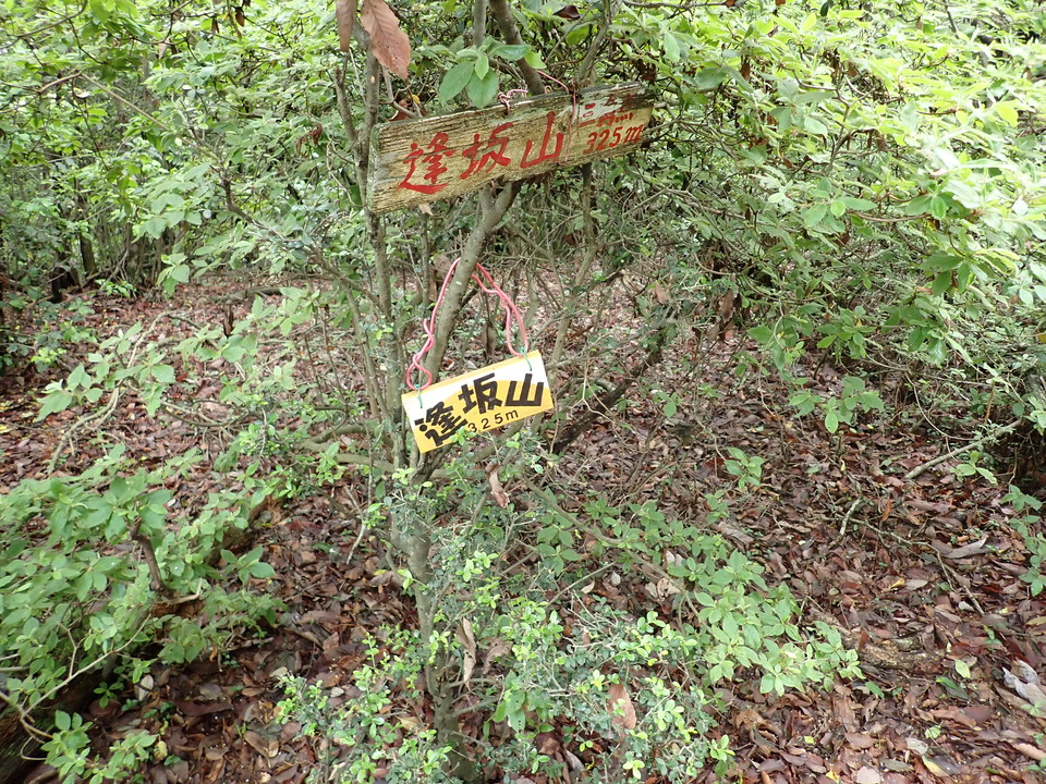 P6051862_mid.jpg