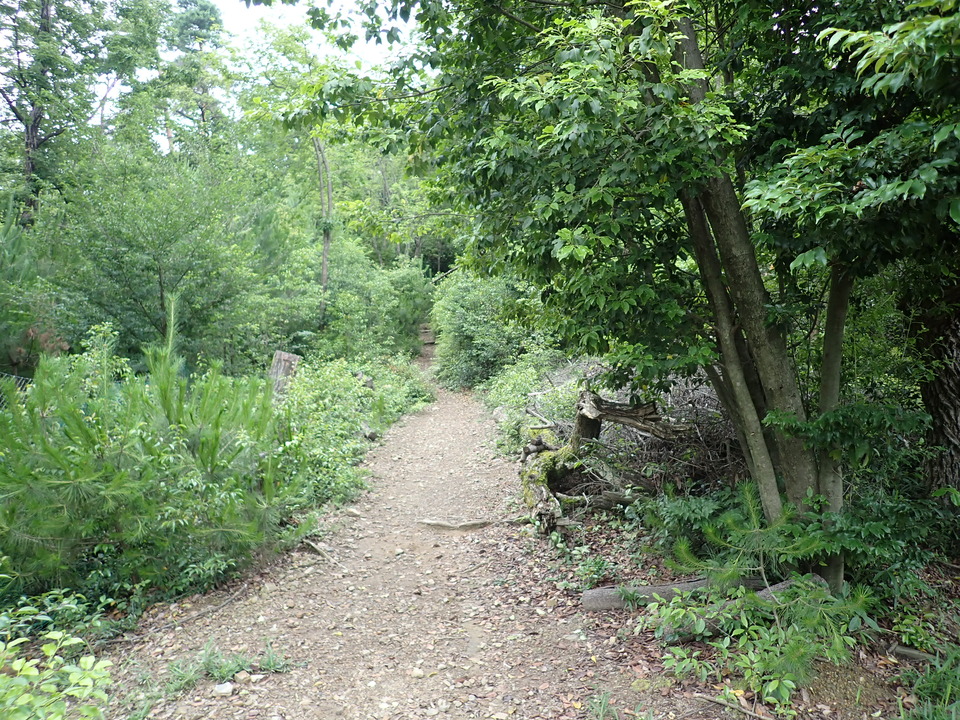 P6272153_mid.jpg