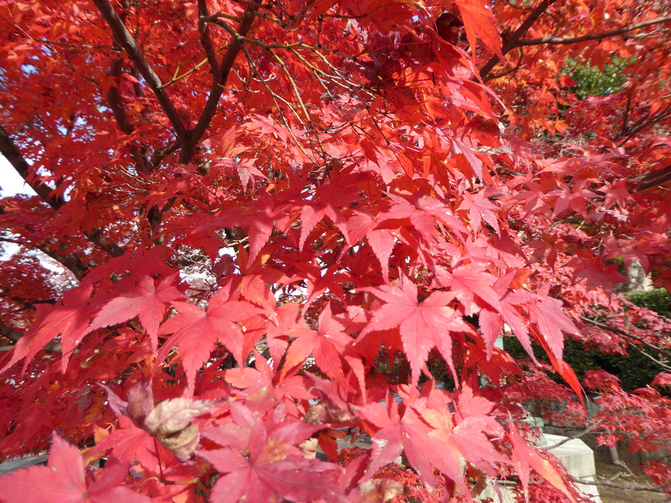P1030653_mid.jpg