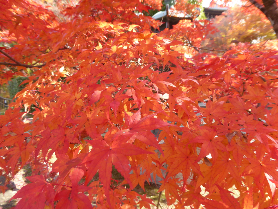 P1030713_mid.jpg