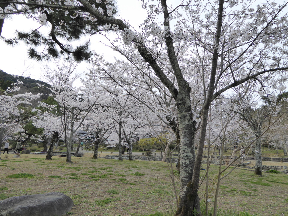 P1030851_mid.jpg