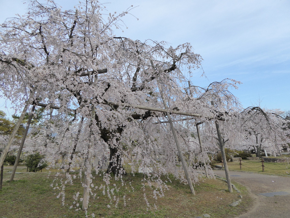P1030854_mid.jpg