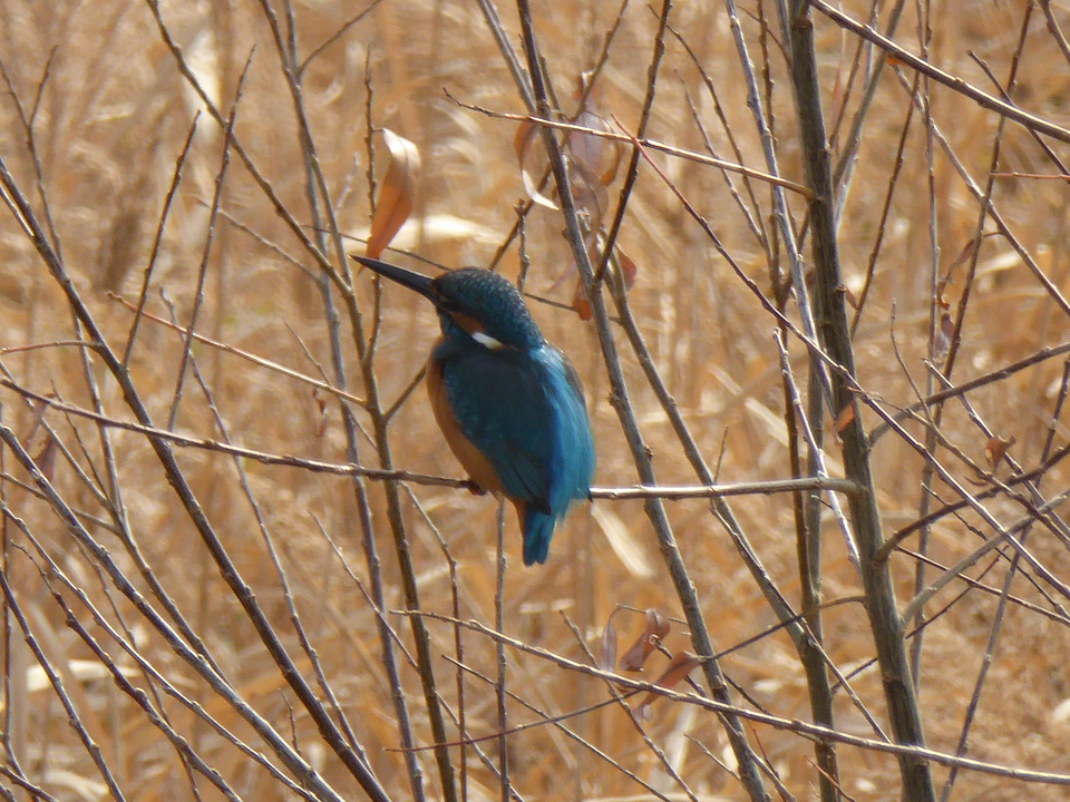 P1060027_mid.jpg