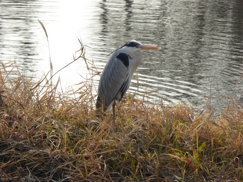 P1060060_mid.jpg