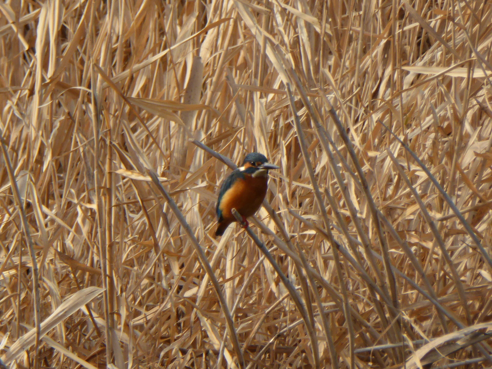 P1060085_mid.jpg