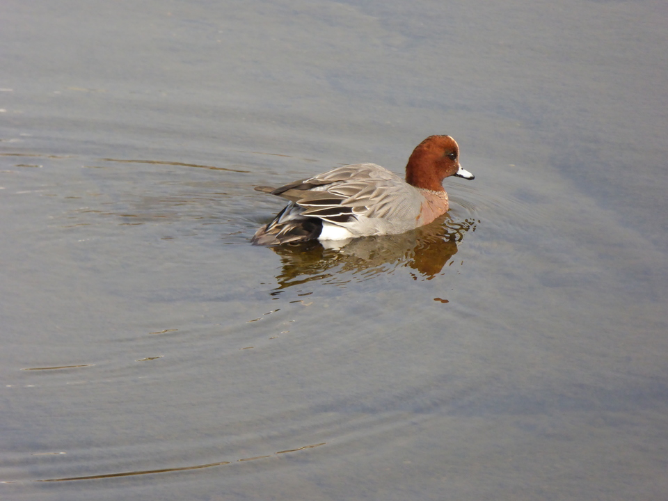 P1060097_mid.jpg