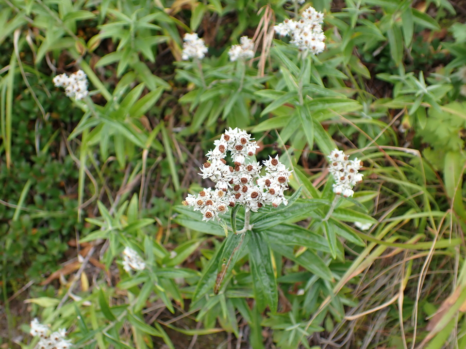 P9130813_mid.jpg