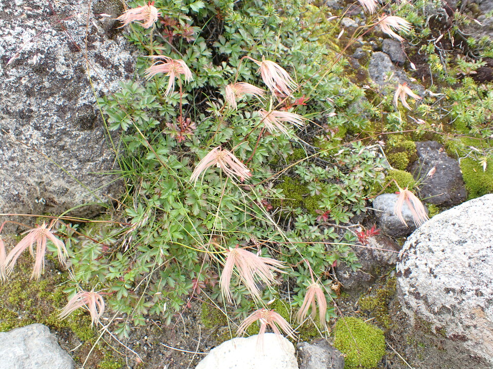 P9130994_mid.jpg