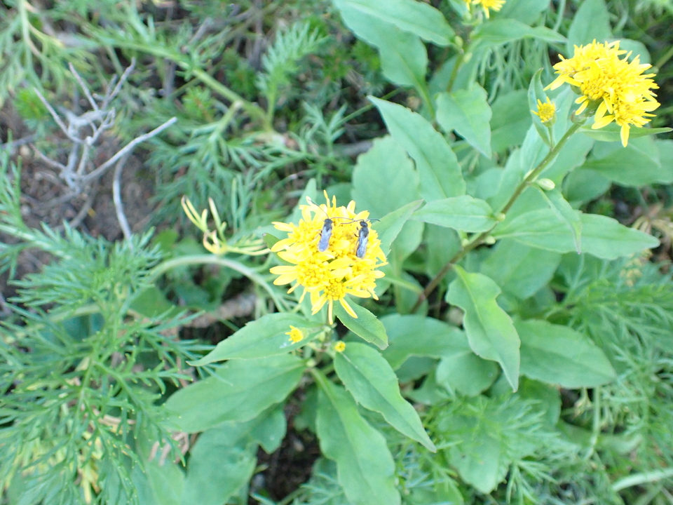 P9141137_mid.jpg