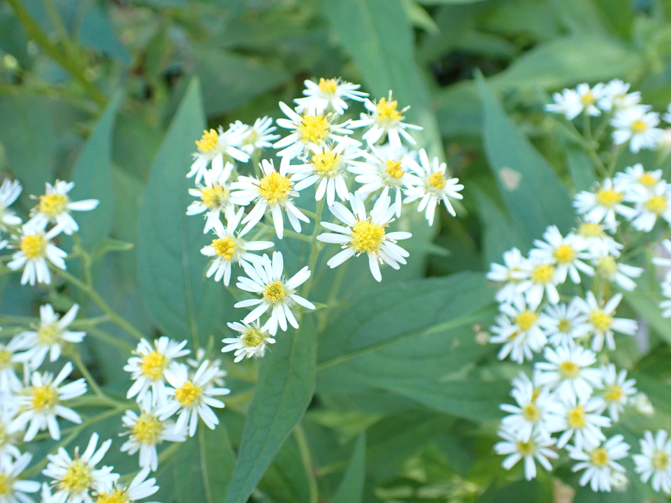 P9151267_mid.jpg
