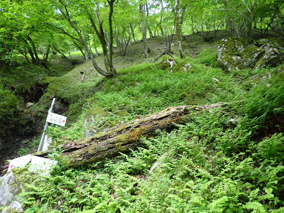 P5162734_mid.jpg