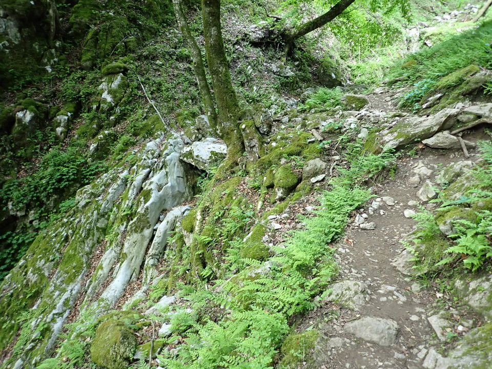 P5162739_mid.jpg